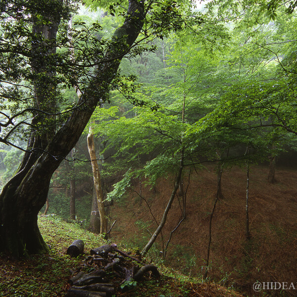 雨のポーラの森（箱根）