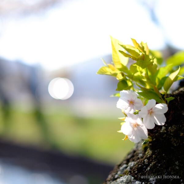 FLOWER & GARDEN