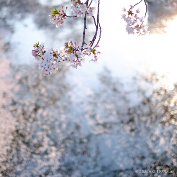 五条川の桜_02