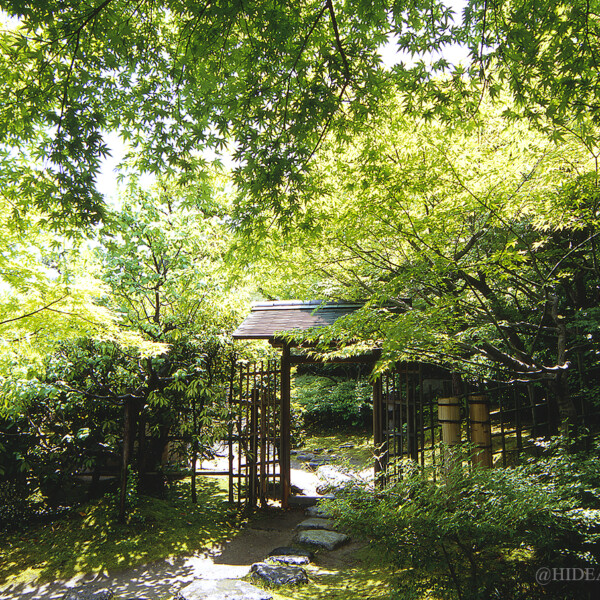 新緑の白鳥庭園