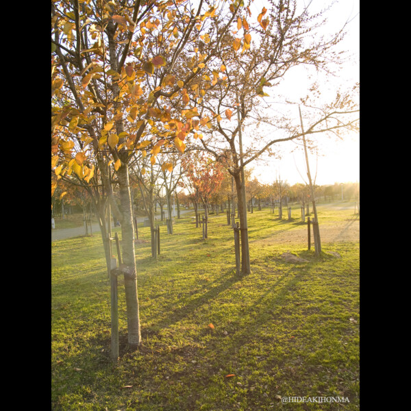 THE AUTUM PARK